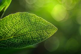 Detailed close-up of a green leaf by Imperial Art House