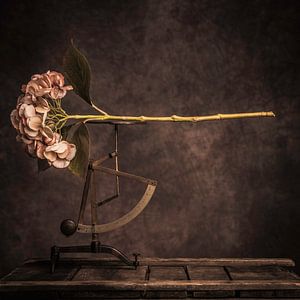 Blume