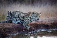Luipaard in Krugerpark in Zuid-Afrika van HansKl thumbnail