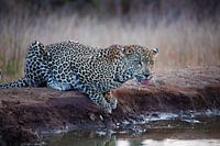 Luipaard in Krugerpark in Zuid-Afrika