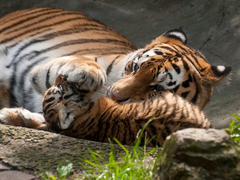 Tigre de Sibérie : Parc animalier d'Amersfoort par Loek Lobel