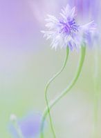 Paars witte bloem met groene achtergrond