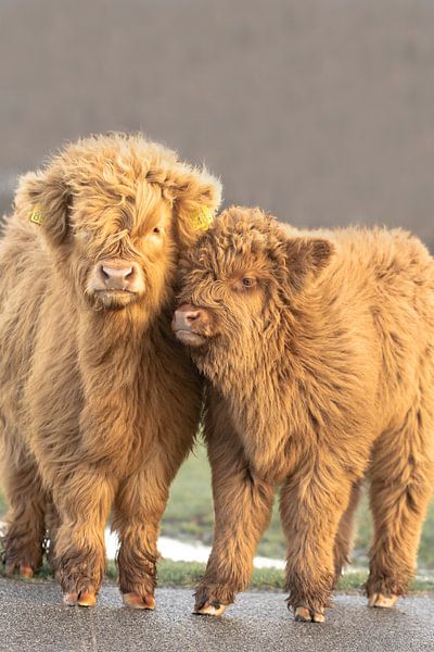 Scottish highlander, bovine, cattle, calf, grazer, sweet by M. B. fotografie
