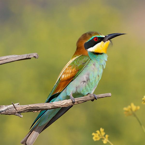 Portrait of a Bee-Eater by KijkKunst