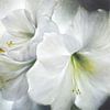 Weiße Amaryllis im Gegenlicht von Annette Schmucker Miniaturansicht