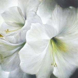 Weiße Amaryllis im Gegenlicht von Annette Schmucker