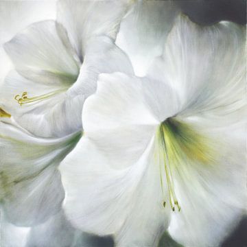 Witte Amaryllis in het Tegenlicht van Annette Schmucker