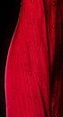 Gros plan sur les feuilles rouges avec gouttes de rosée 2 par Ellis Peeters Aperçu