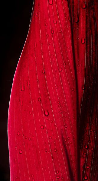 Gros plan sur les feuilles rouges avec gouttes de rosée 2 par Ellis Peeters