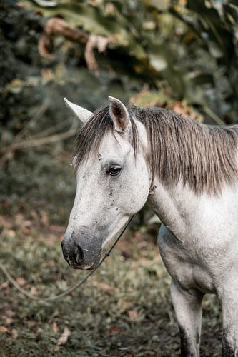 Paard De Fluistering Harmonie in de Natuur
