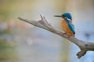 Eisvogel von Eisvogel.land - Corné van Oosterhout