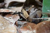 Ant - Surinam