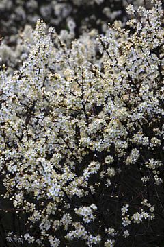 Lente Ontwaken van Thomas Jäger