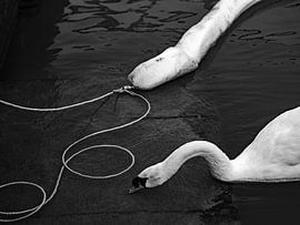 Graceful swan by Marcella van Tol