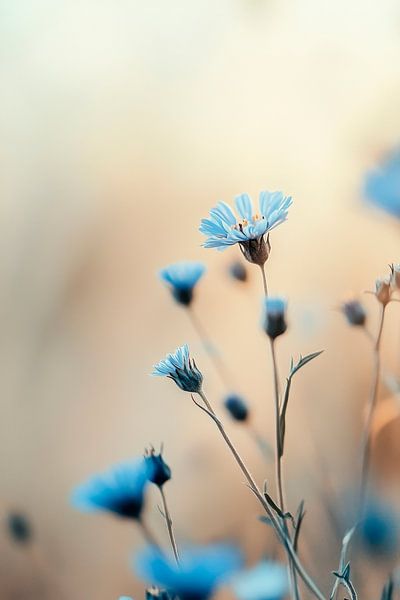 Blaue Blumenpracht von Poster Art Shop