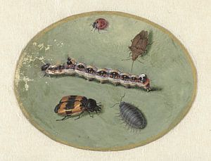 Lieveheersbeestje, rups, pissebed en twee kevers, Jan Augustin van der