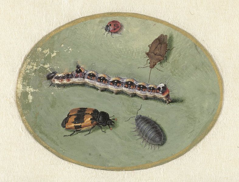 Ladybug, caterpillar, woodlouse and two beetles, Jan Augustin van der by Masterful Masters
