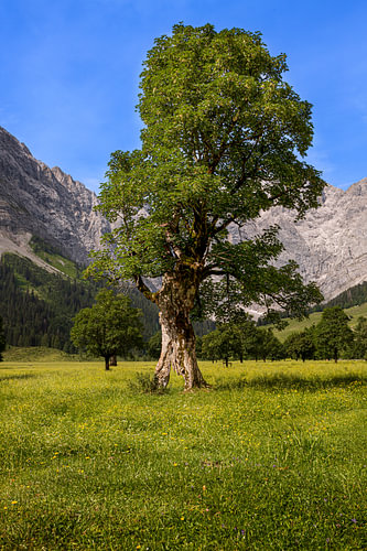Grote Ahornboden in het natuurpark Karwendel in het Risstal, Hinterriss van Thomas Heitz