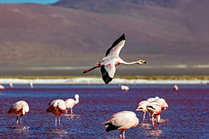 Die Flamingos der Laguna Colorada
