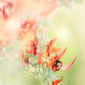 A bee in the Lotus berthelotii by Bob Daalder