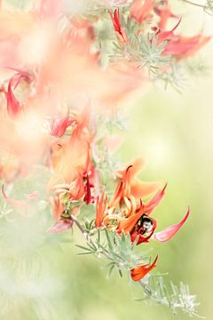 A bee in the Lotus berthelotii by Bob Daalder