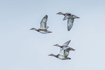 Les canards squaw sur Hennie Zeij