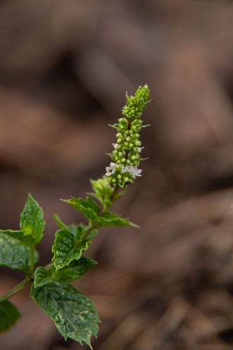 Fleur de menthe poivrée