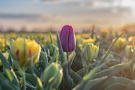 Tulipe violette parmi des tulipes jaunes dans un champ de tulipes sur Aandenken in Beeld