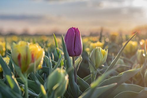Paarse tulp tussen gele tulpen in een tulpenveld