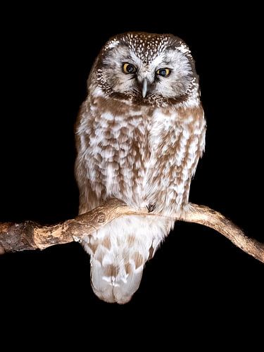 Tengmalm's Owl