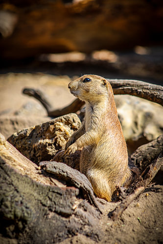 Prairiehondje [2]