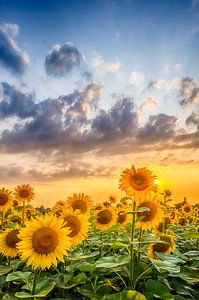 Sonnenblumenfeld im Sonnenuntergang  von Melanie Viola