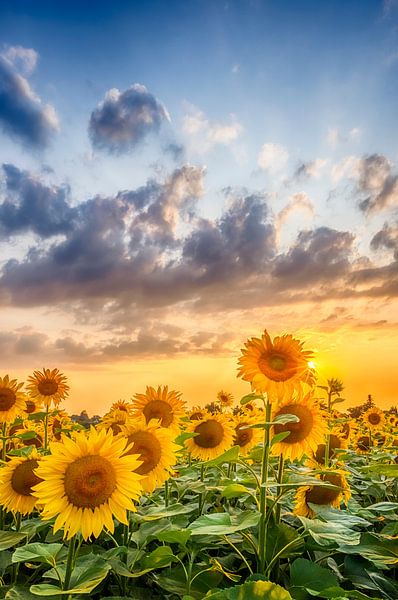 Sunflowers in sunset by Melanie Viola