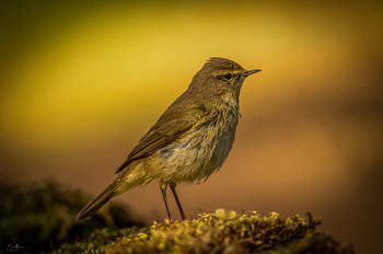 Silence doré – Un moment de calme en pleine nature