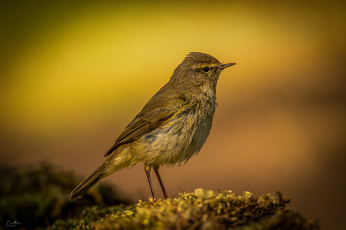 Golden Silence – A moment of tranquillity in nature