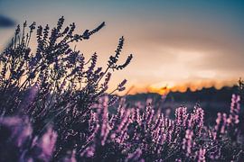 Sonnenuntergang auf der Lila Heide in den Niederlanden von Lieke Dekkers