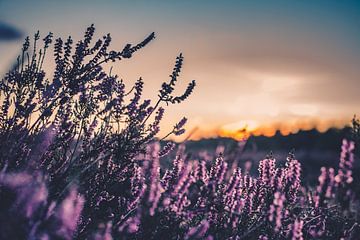 Sunset on the Purple Heather in the Netherlands by Lieke Dekkers