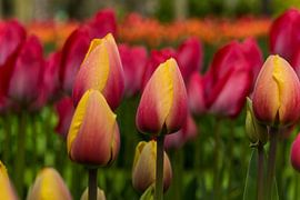 Keukenhof Holland by Michael van der Burg