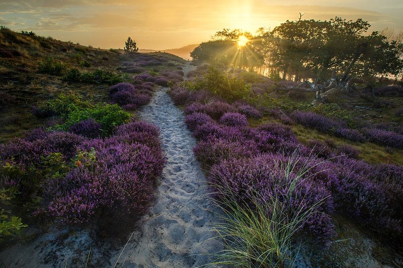 Heather in the schoorl dunes in the mist #27 by peterheinspictures