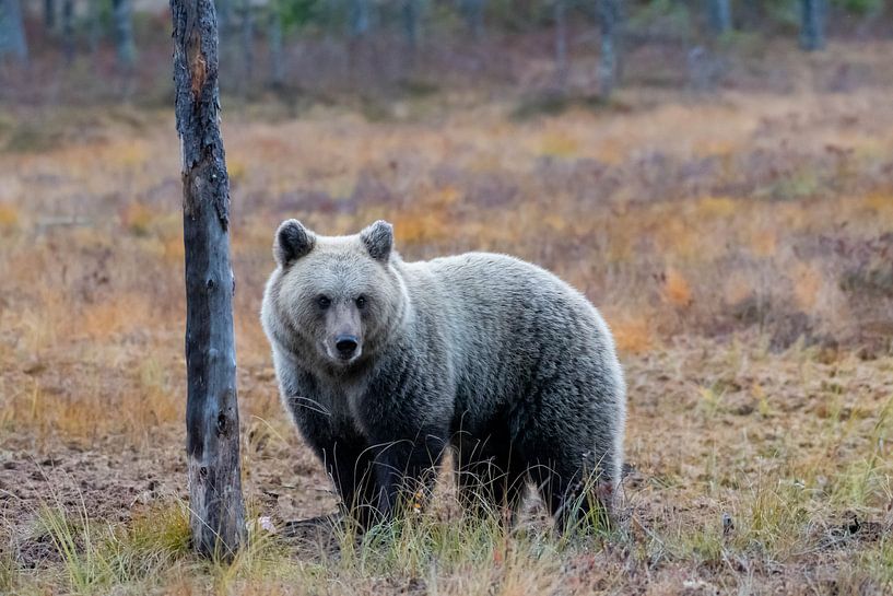 Brown bear by Merijn Loch