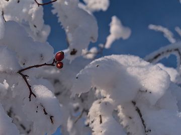 De dichte omhooggaand van sneeuw bedekte hond nam in de winter met rode rozenbottels toe van Timon Schneider