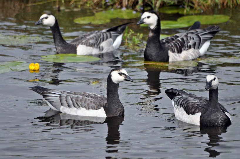 4 Canadese ganzen von Pyter de Roos