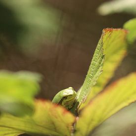 Green tree frog between the leaves