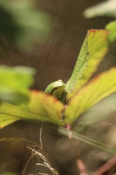 Green tree frog between the leaves by Eline Lohman