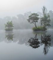 Mystical misty morning at the Diaconate in Oisterwijk