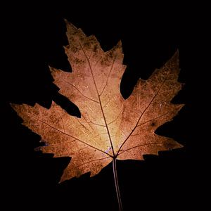 Feuille d'automne