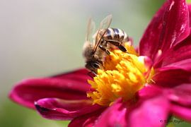 Essenszeit von Riegler klaus