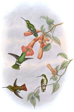 Koperachtige smaragd, John Gould van Hummingbirds