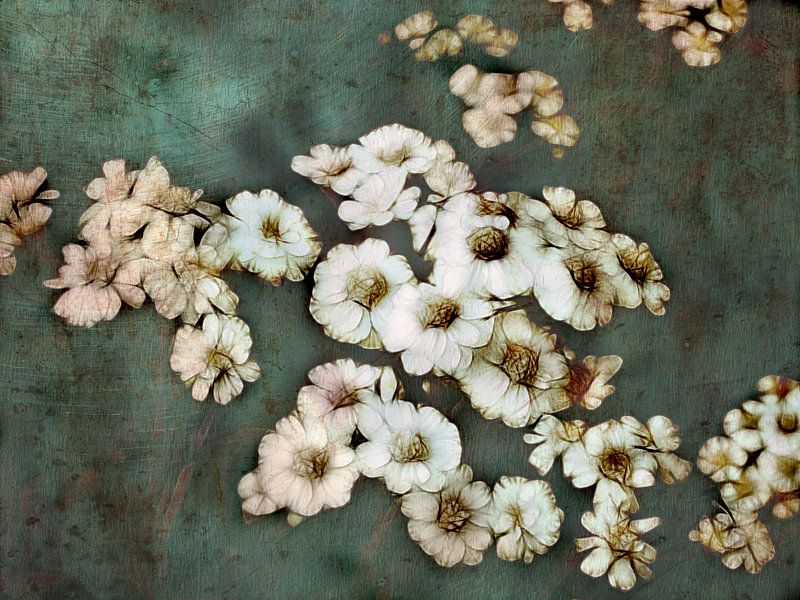 weisse Blüten Achillea von Claudia Gründler