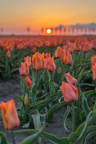 Rode tulpen tijdens de opkomende ochtendzon.